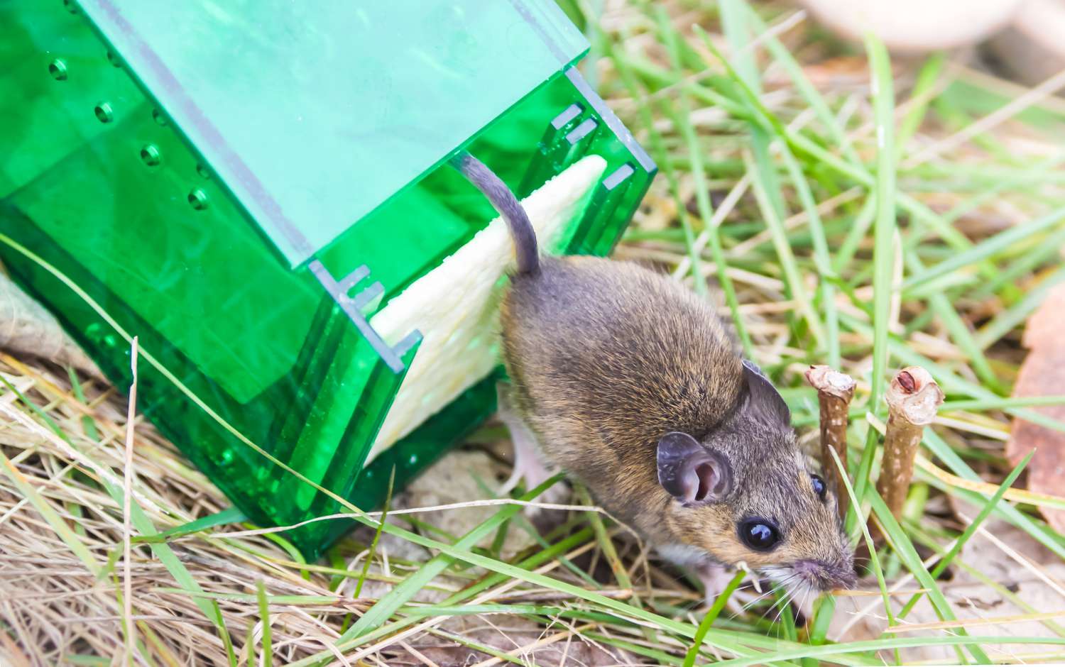 Say Goodbye to Mice: Humane Removal Techniques and Prevention Tips