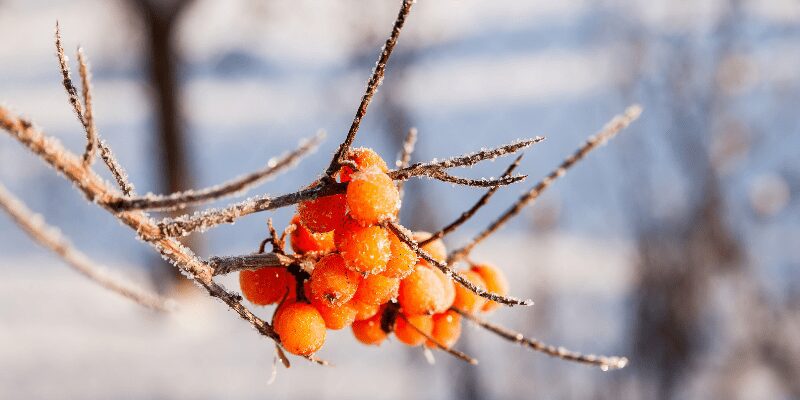 Things You Didn’t Know About Growing and Harvesting Sea Buckthorn