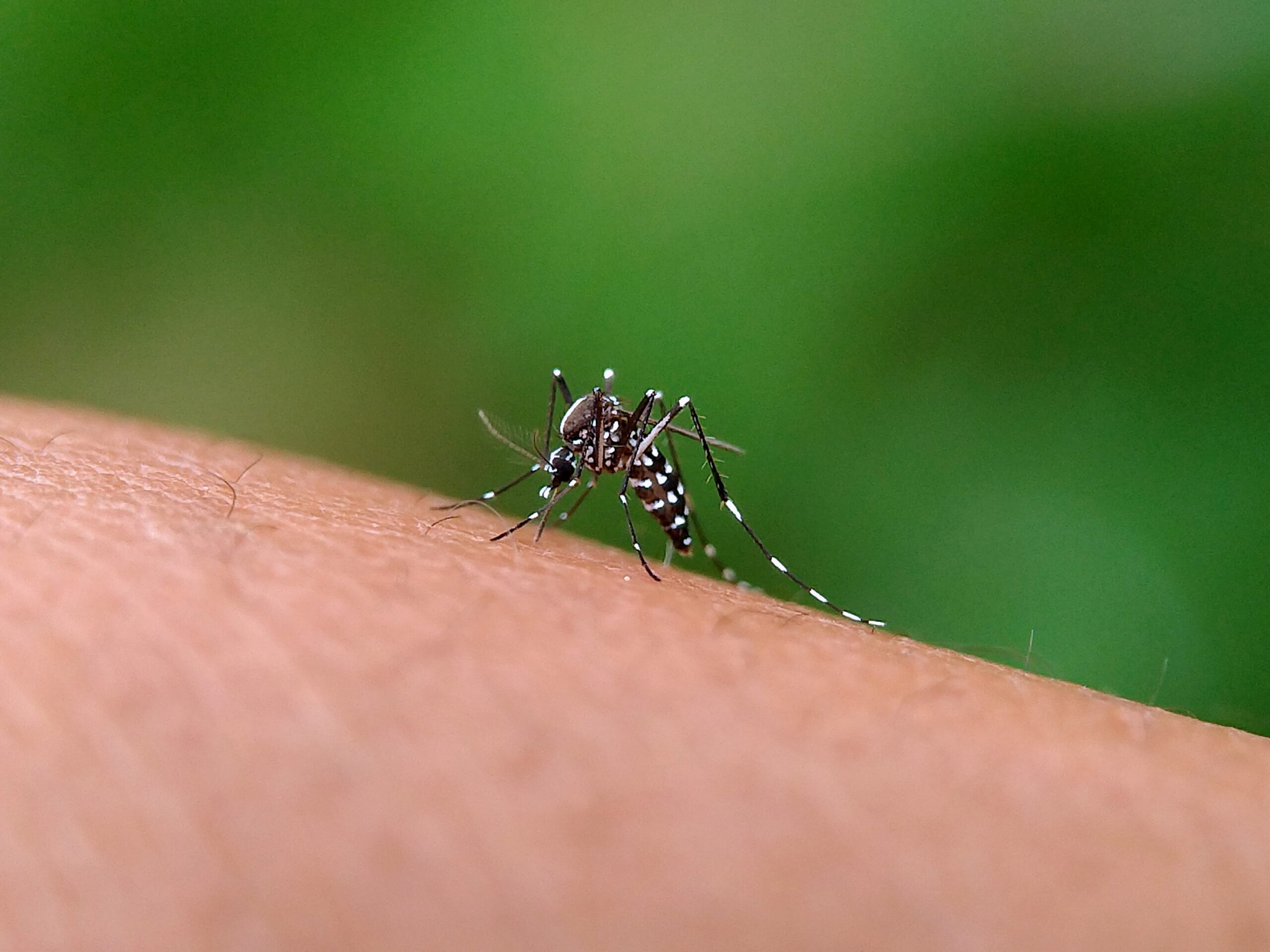 Mosquito Bites 101: Everything You Need to Know