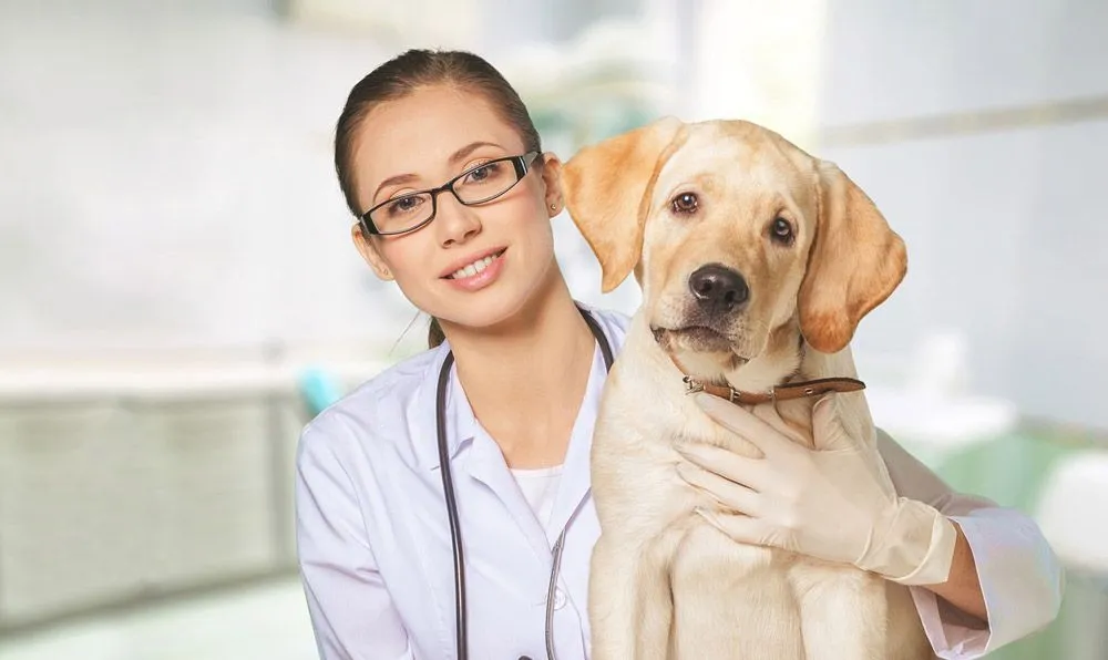 Holistic Approaches to Pet Care: Integrating Alternative Treatments at Your Vet